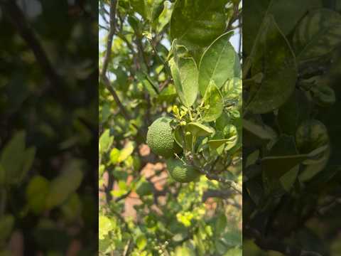 Mosambi Tree #mosambi #orange #tree #farming #nature