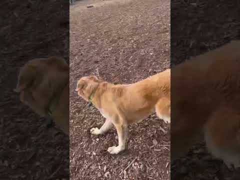 Puppy catches the frisbee!