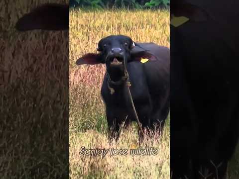 buffalo sound 💤🐃  #shorts #short #shortvideo #baffalo #animalsounds