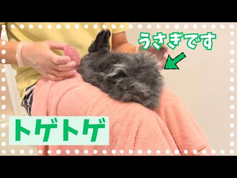 お尻がトゲトゲになってしまったウサギを救います【ネザーランドドワーフのコッペ】