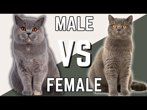 Male British Shorthair VS Female British Shorthair Cat