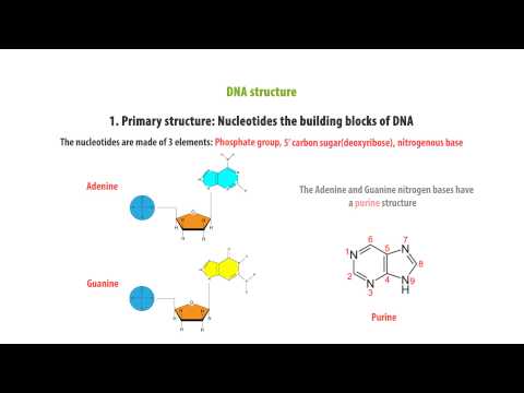 DNA Structure Nucleotide  - Simple And Quick Learning - Genomics part 1