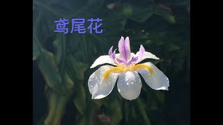 【20053】鸢尾花⚜️ Iris ⚜️  //静姐说花259