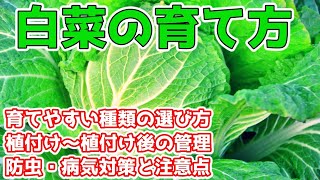 白菜の育て方　植付け～収穫までの管理方法　育てやすい品種の選び方も紹介　防虫・病気対策と注意点