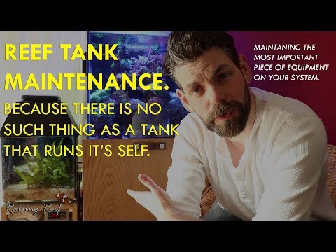 Reef tank  pump maintenance