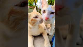 बिल्ली वीडियो 😺 I Cute Cate Playing I बिल्ली करती मऊ मऊ I Billi Video I Funy Cate meme #cats #cat