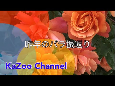 ❤昨年のバラを思い出しながら 今年の春が待ち遠しい❤(植え替えの様子も）