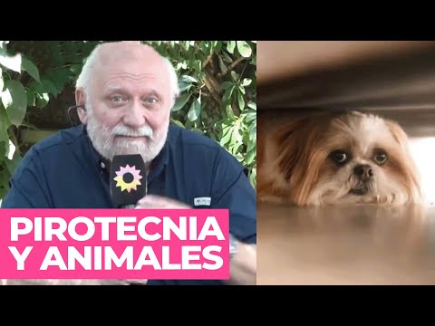 Los consejos del Doctor Romero para proteger a tus animales de los fuegos artificiales