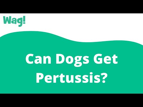 Can Dogs Get Pertussis? | Wag!