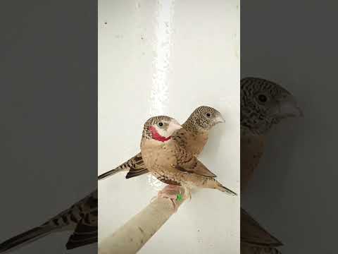 cut throat finch pair ( amadina fasciata )