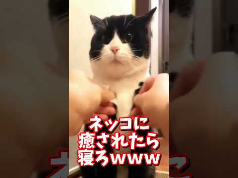 ネッコの動画で癒されたら寝ろｗｗｗ　#2ch #2ch動物スレ #2ch面白いスレ #動物 #犬 #猫 #癒やし #ねこ