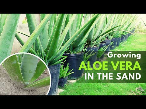 Growing Aloe vera in Pure Sand