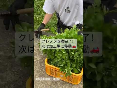 【福井グルメ】新鮮なクレソンを収穫しに福井県池田町に行ってきました【食レポ動画】#shorts