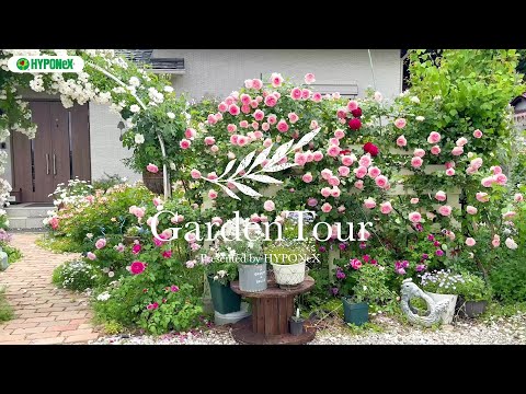 🕊Garden Tour🕊101：木立のバラやオールドローズなど大好きなものばかり詰め込んだ、バラやお花の色合せにこだわったお庭