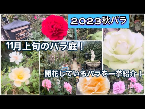 【秋バラ】11月上旬のバラ庭紹介！素敵な秋バラが沢山開花中です✨