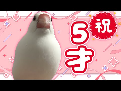 【#誕生日 】うちの文鳥の5才の誕生日を祝ってくれ