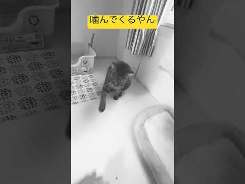 #猫 #ねこのいる生活 #ペット #かわいい