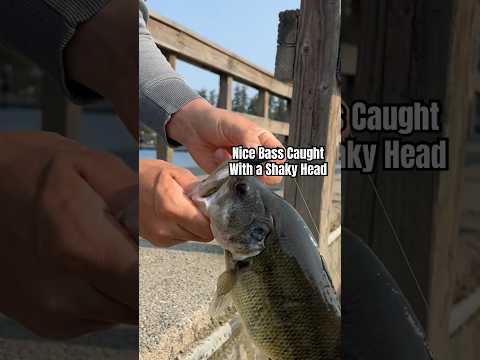 Nice Bass Caught with a Shaky Head | Fishing in Federal Way, WA