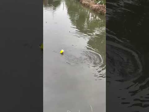 Fishing with plastic bottles