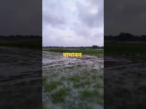 Heavy rainfall vs Cultivated land (Sundarban)😍..#rainfall#land#sundarban#badaban#viral#youtubeshort