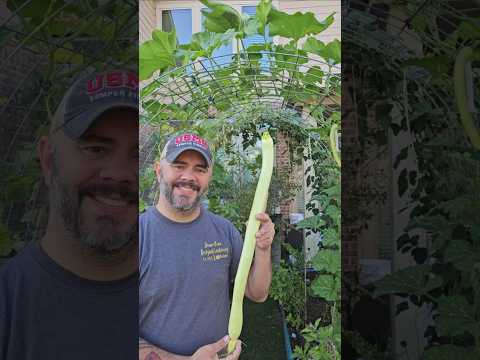 Facts About this Rampicante Zucchini Plant || DHBG