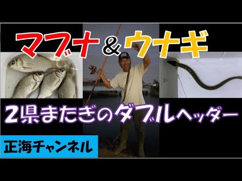 マブナ＆ウナギ　２県またぎのダブルヘッダー