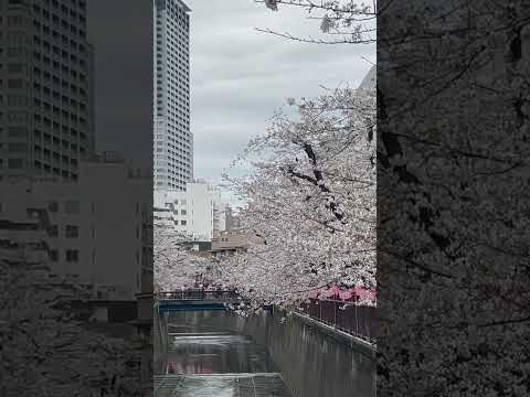 Cherry Blossoms at Meguro River in Tokyo, Japan | Sakura 2024