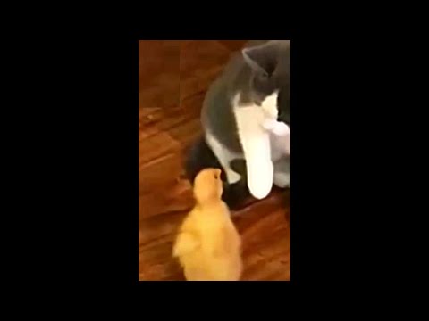 funny videos graciosos de animales funny animals 面白い猫  Gatos graciosos