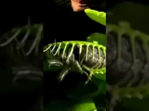 Venus Flycatcher (Carnivorous Plants) #shorts #venusflytrap #viral 🤪