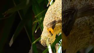 Ep9Ep5Weaver Birds Building CRAZY Nests for Their True Love #birds #birdslover