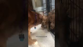 Mama dog disciplines her puppy! #puppies #goldendoodle #goldenretriever