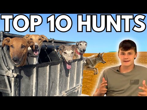 The BEST Coyote Catches With Greyhounds!