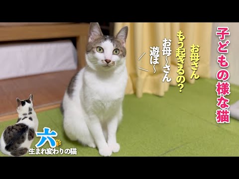 【子どものような猫】愛猫の六と私の親子のような会話にほのぼのとした穏やかな日常をどうぞ | [生まれ変わりの猫] 六