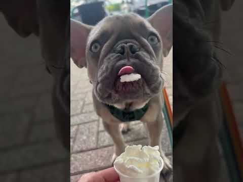 Bear LOVES his PUPCUP! The cutest! French Bulldog Puppy 5 mos. #frenchie #puppy #dog #pets #shorts