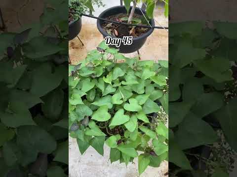 Let’s harvest sweet potatoes 🍠