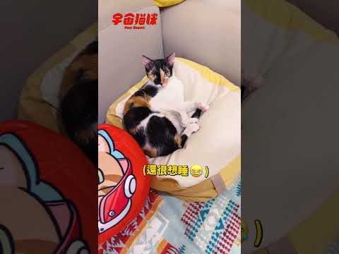 對乾乾痴狂的巴努！原來是隻鳳眼美女 #宇宙貓咪 #cat #shorts #shortstw