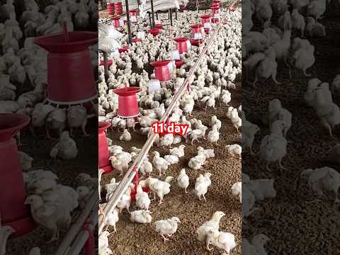 11 Day old chicks #trendingvideo #poultryfood #farming #chickenbusiness #chicken #poultryfarming