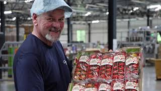 Premium Cherry Tomatoes on the Vine from Intergrow Greenhouses