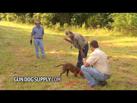 Gundog Segment: Introducing Gunfire