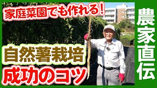 自然薯は家庭菜園で作れる！かんたん自然薯栽培の方法を農家さんに聞いてみた！むかごの簡単な収穫方法もご紹介【農家直伝】