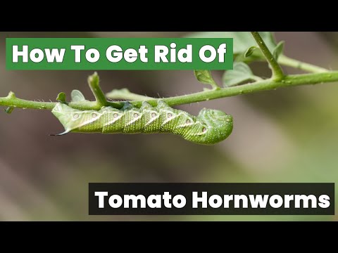 How To Get Rid Of Tomato Hornworms Fast!