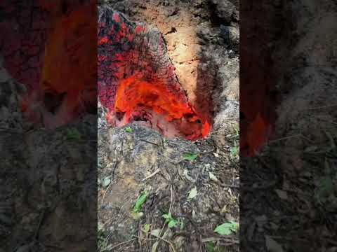 Old tree stumps burning deep into ground after bushfire #nature #bushfire