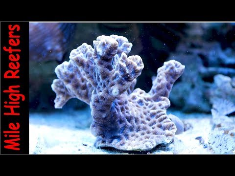 Branching Brain Coral Australogyra zelli