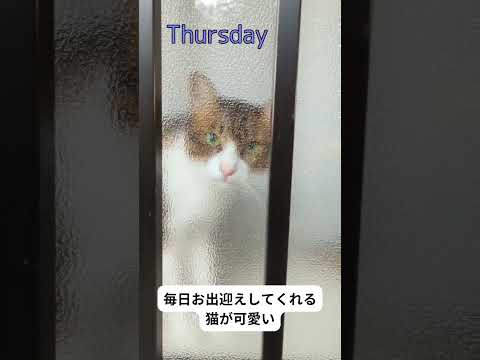 飼い主の帰りを毎日お出迎えしてくれる猫が可愛い#shorts #short #猫 #保護猫 #かわいい