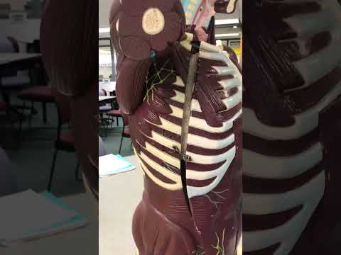 Torso Model (Anatomy & Physiology I: BIO)