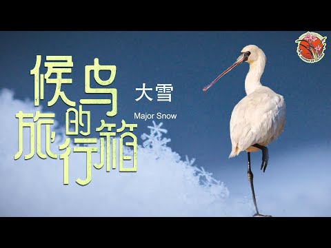 【Seasons Through Birds’ Eyes】   Major Snow  春节冷不冷 就看大雪天 #候鸟的旅行箱