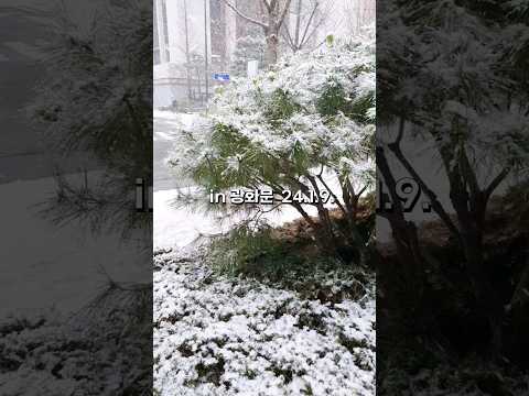 In Gwanghwamun, Seoul with big snow... #Snow #SnowDay #Seoulscape