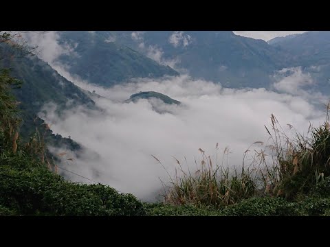 溪頭九連峰健行： 溪頭山1200→竹崙山1263→志騰山1300→羊頭崙山1592→水桶寮山1610→內樹皮山1766→三叉崙山1839→龍鳳峽山1760→龍鳳山1720公尺. 2024年11月18日