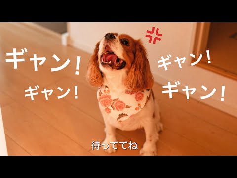 🐶👩温厚なキャバリアが豹変｜飼い主に締め出されて激怒！