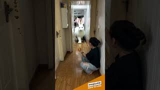 Summon a giant white Bunny #bunny #pet #pets #petshorts #petlovers #petvideos #ai #aipets #funny